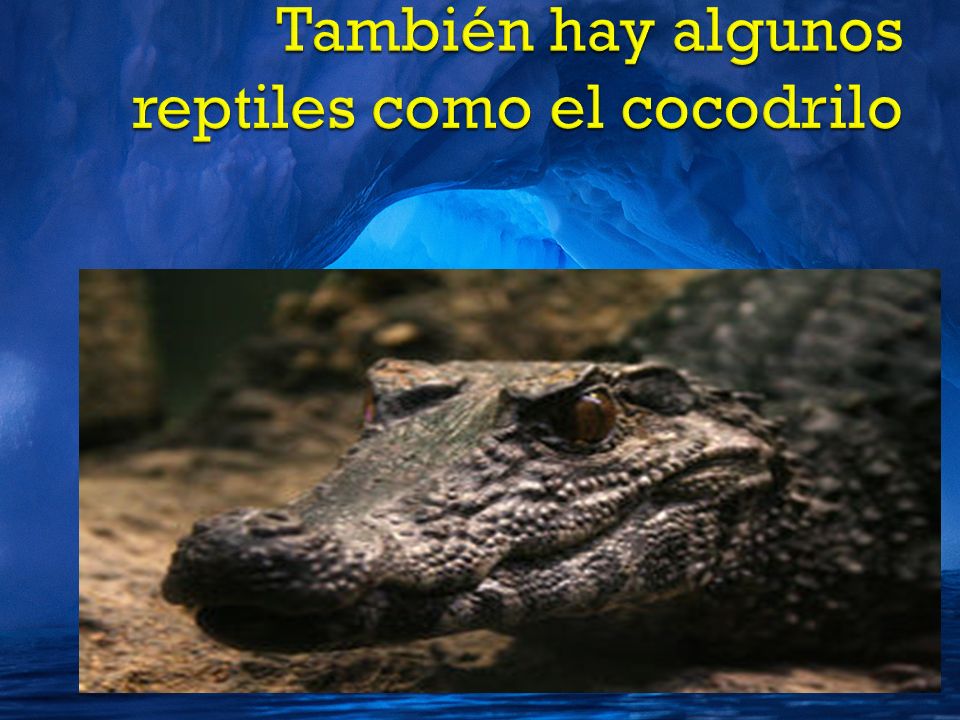 También hay algunos reptiles como el cocodrilo