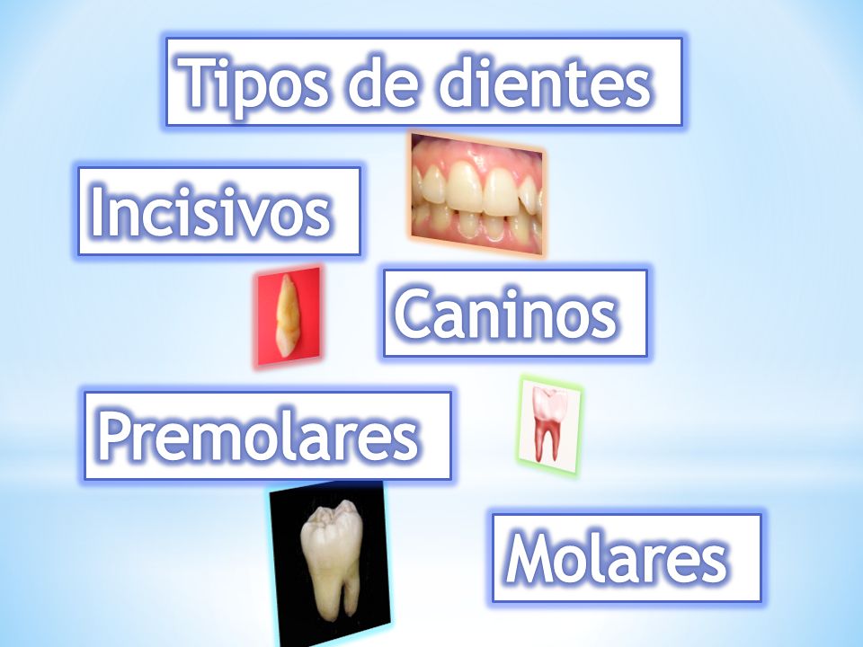 Tipos de dientes Incisivos Caninos Premolares Molares