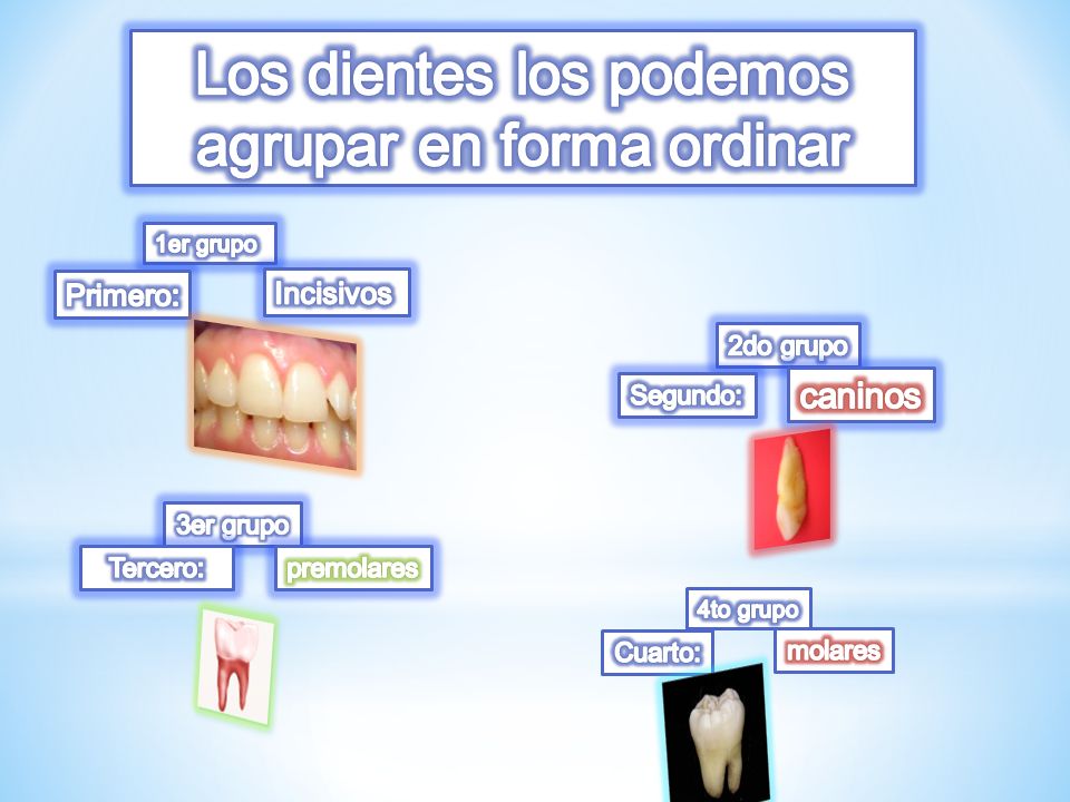 Los dientes los podemos agrupar en forma ordinar
