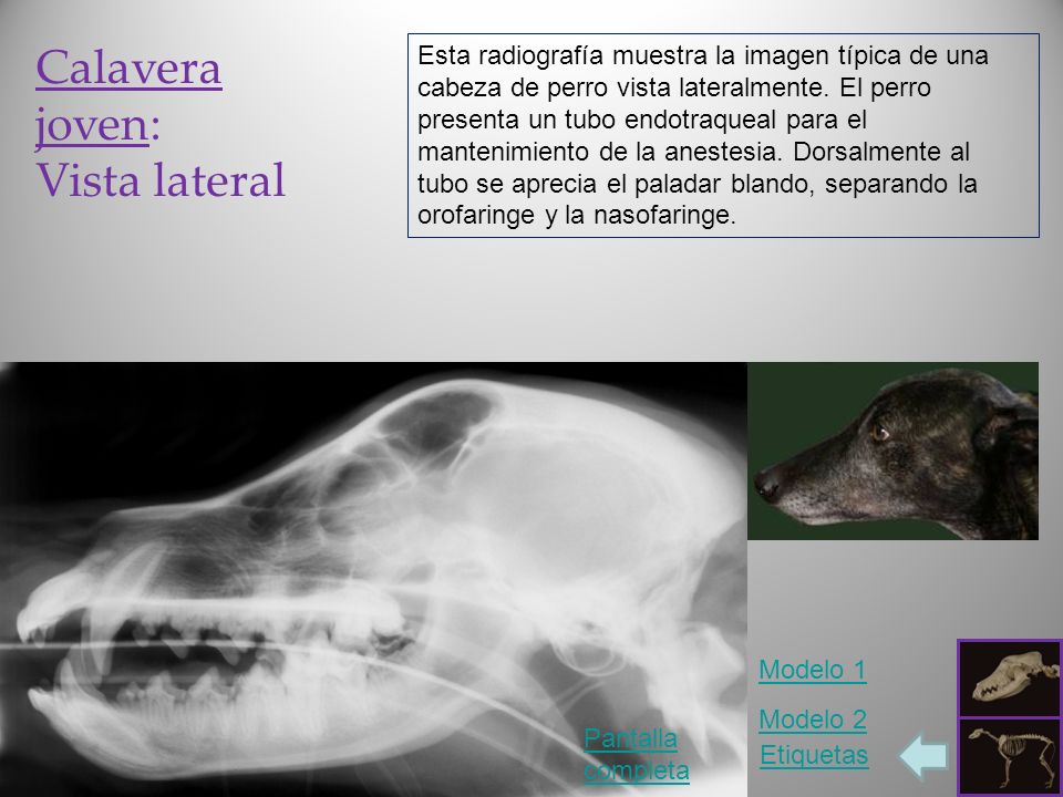 Radiología del Perro: cabeza (by Louise White) - ppt video online descargar
