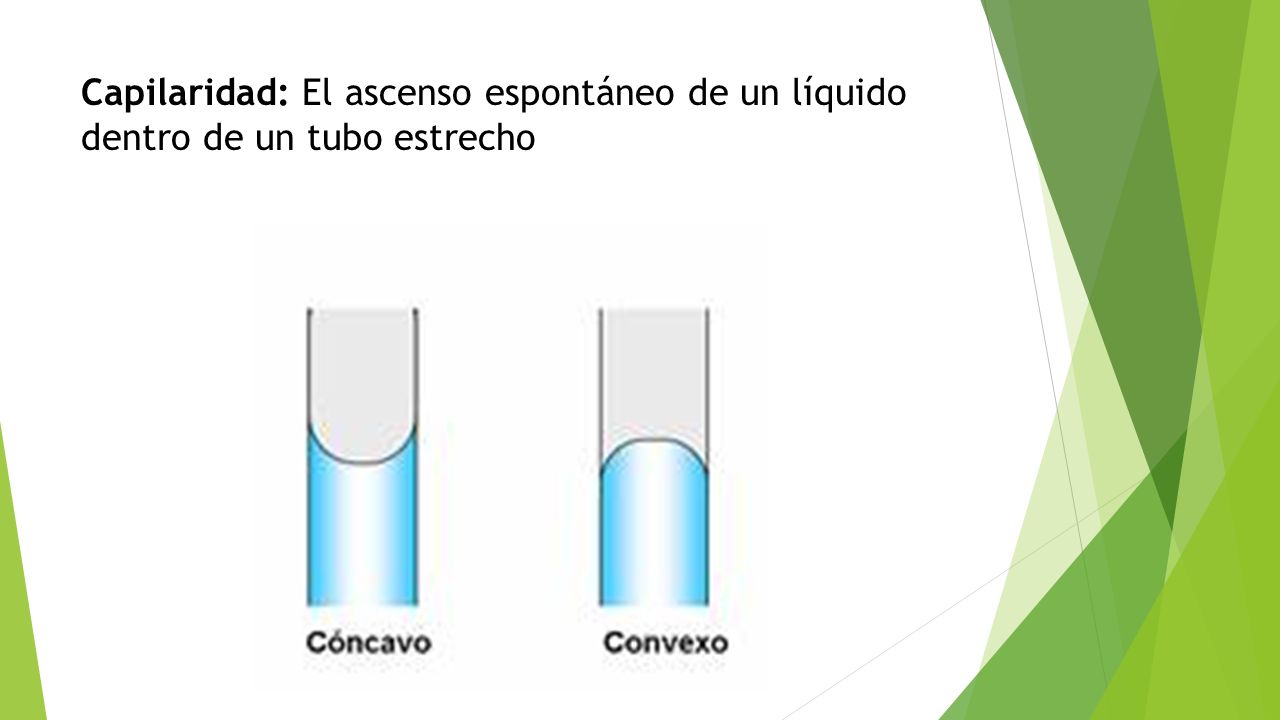 Capilaridad: El ascenso espontáneo de un líquido dentro de un tubo estrecho