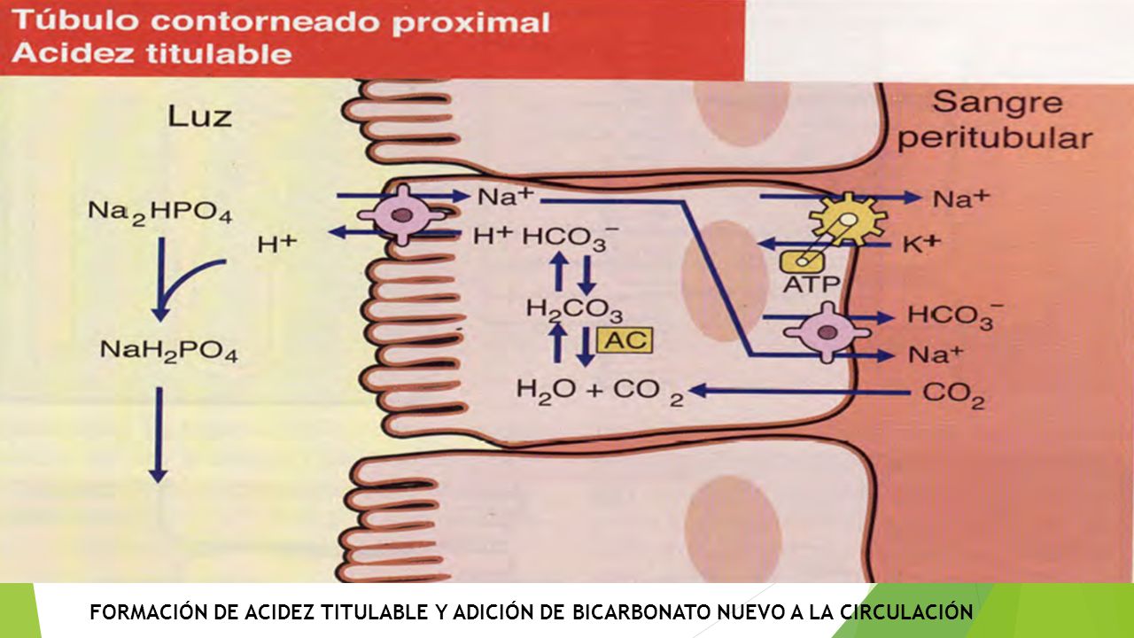 FORMACIÓN DE ACIDEZ TITULABLE Y ADICIÓN DE BICARBONATO NUEVO A LA CIRCULACIÓN
