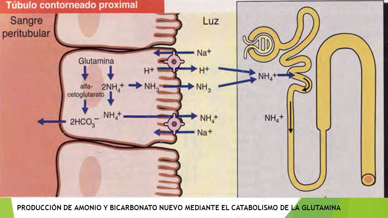 PRODUCCIÓN DE AMONIO Y BICARBONATO NUEVO MEDIANTE EL CATABOLISMO DE LA GLUTAMINA