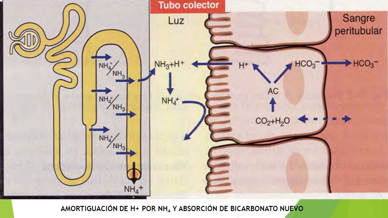 AMORTIGUACIÓN DE H+ POR NH4 Y ABSORCIÓN DE BICARBONATO NUEVO