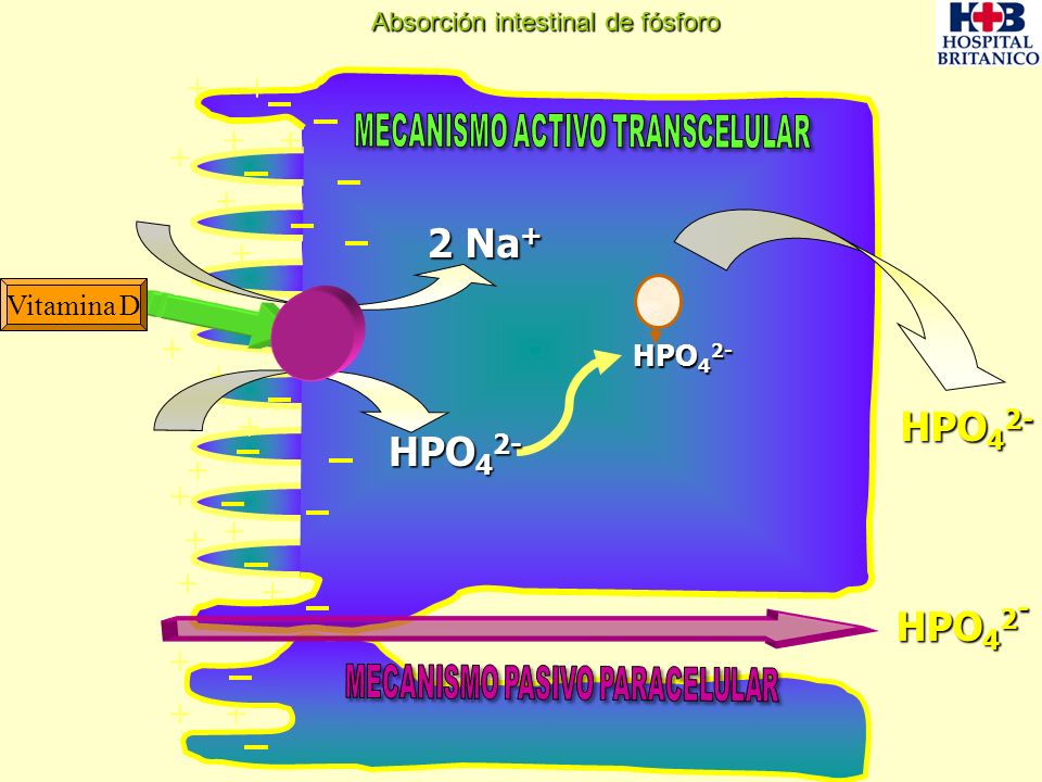 2 Na+ HPO42- + Vitamina D HPO42- Absorción intestinal de fósforo