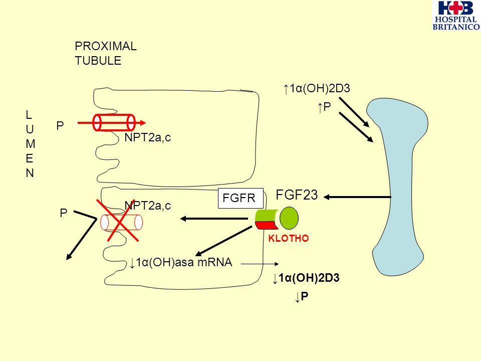 FGF23 PROXIMAL TUBULE ↑1α(OH)2D3 ↑P LUMEN P NPT2a,c FGFR NPT2a,c P