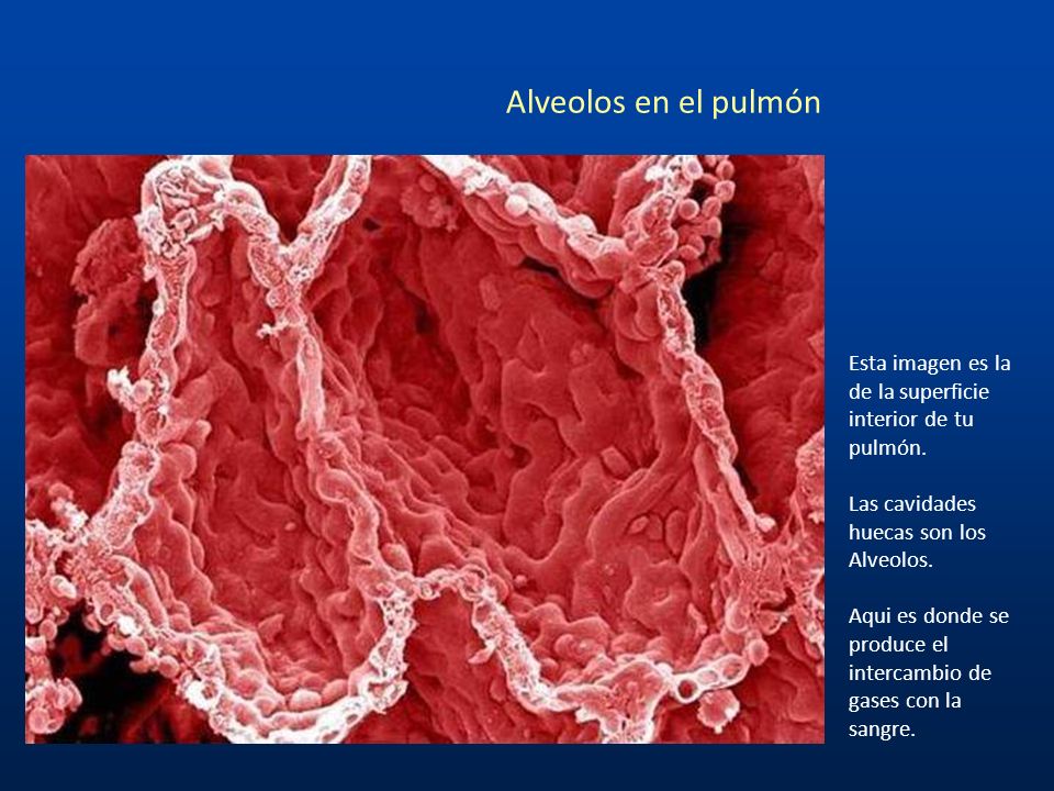 Alveolos en el pulmón Esta imagen es la de la superficie interior de tu pulmón. Las cavidades huecas son los Alveolos.
