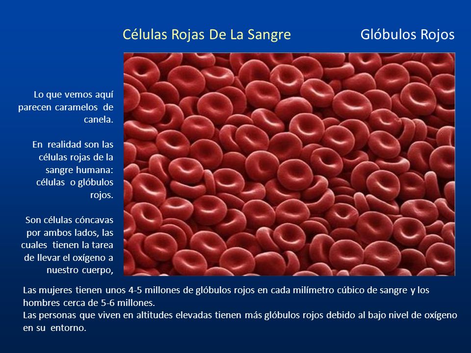 Células Rojas De La Sangre Glóbulos Rojos