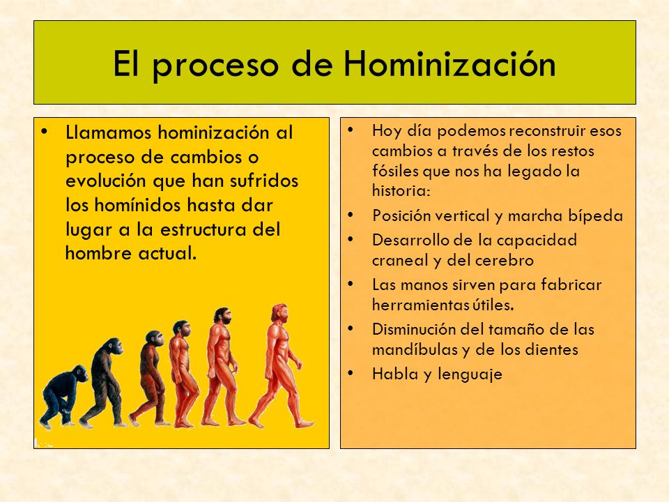 El proceso de Hominización
