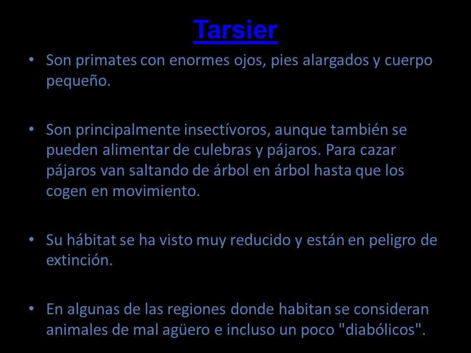 Tarsier Son primates con enormes ojos, pies alargados y cuerpo pequeño.