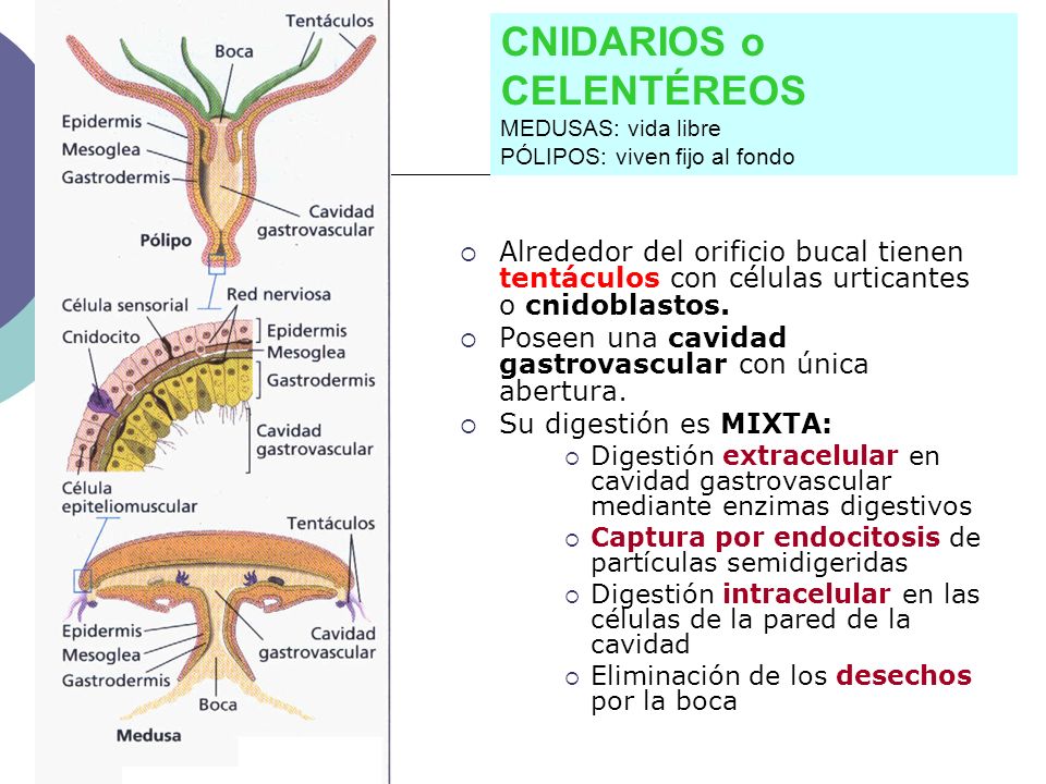 CNIDARIOS o CELENTÉREOS MEDUSAS: vida libre PÓLIPOS: viven fijo al fondo