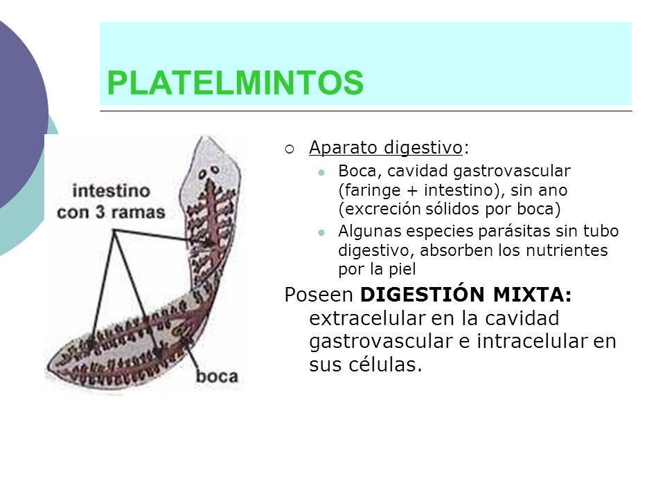 PLATELMINTOS Aparato digestivo: Boca, cavidad gastrovascular (faringe + intestino), sin ano (excreción sólidos por boca)