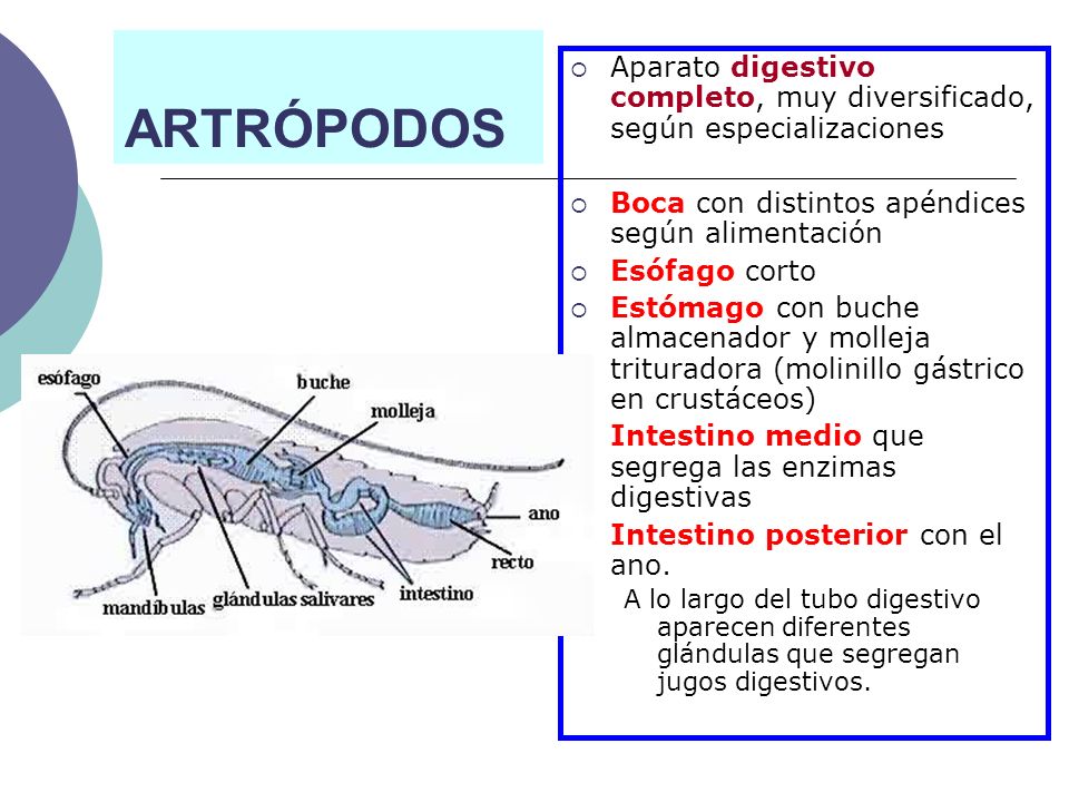 ARTRÓPODOS Aparato digestivo completo, muy diversificado, según especializaciones. Boca con distintos apéndices según alimentación.