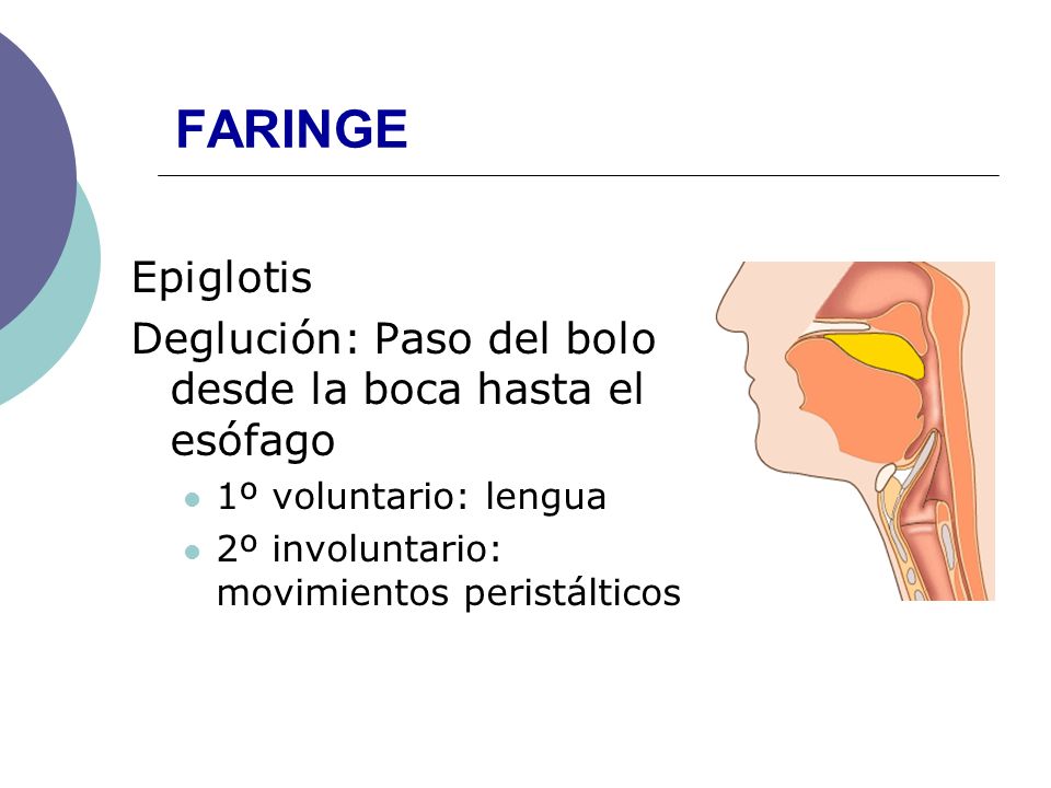 FARINGE Epiglotis. Deglución: Paso del bolo desde la boca hasta el esófago. 1º voluntario: lengua.