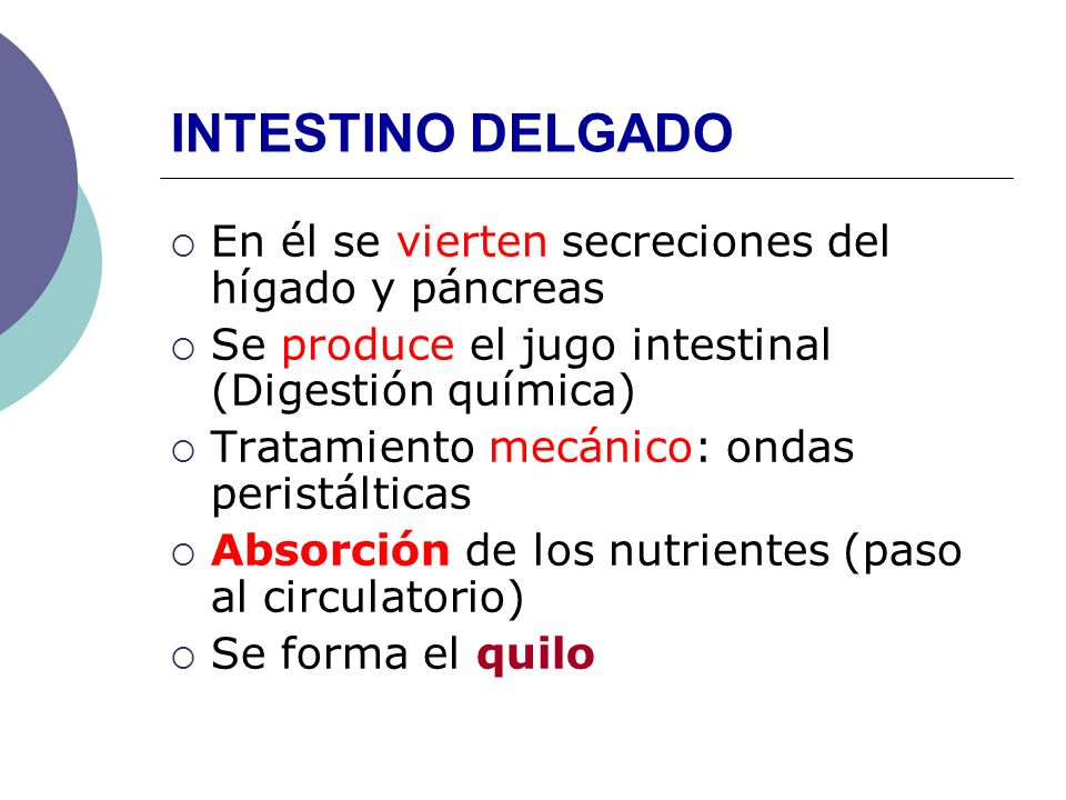 INTESTINO DELGADO En él se vierten secreciones del hígado y páncreas