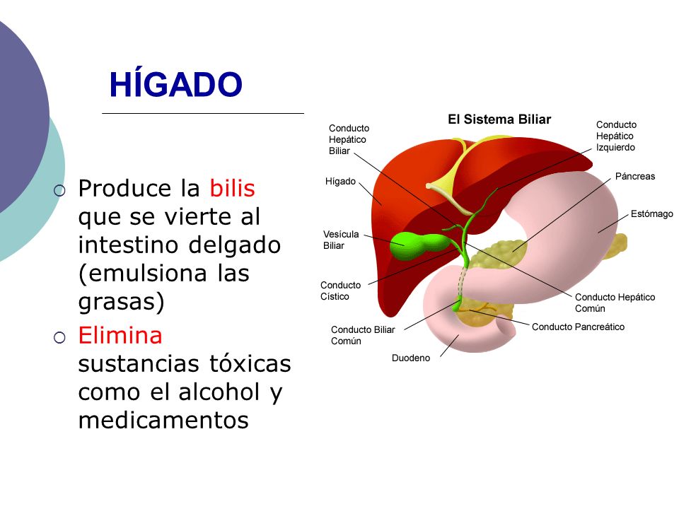 HÍGADO Produce la bilis que se vierte al intestino delgado (emulsiona las grasas) Elimina sustancias tóxicas como el alcohol y medicamentos.