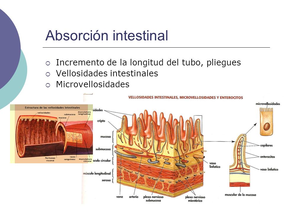 Absorción intestinal Incremento de la longitud del tubo, pliegues