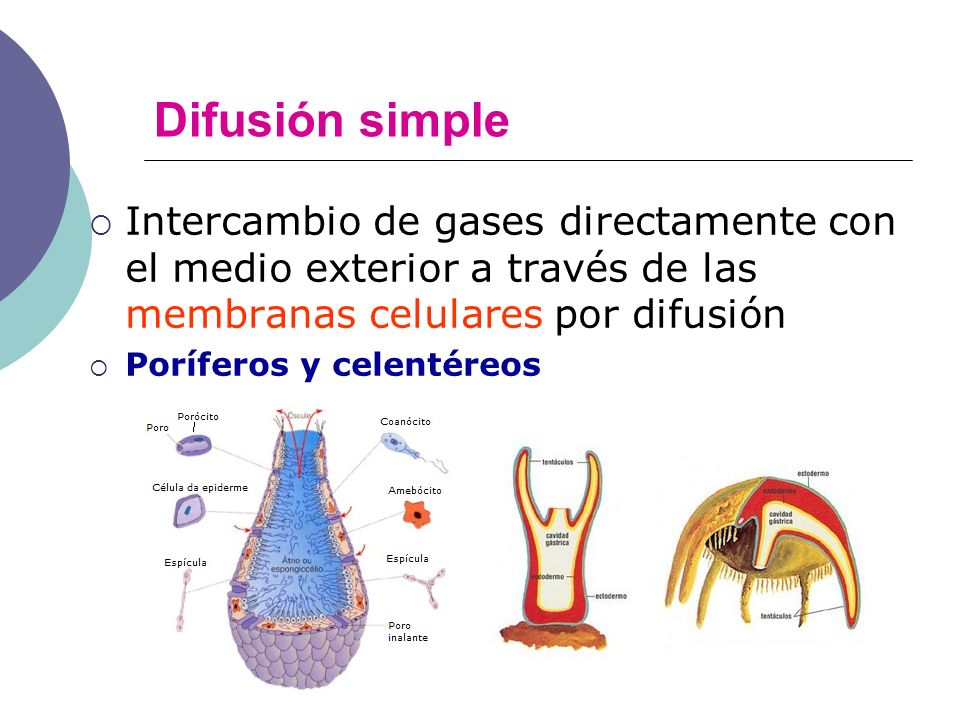 Difusión simple Intercambio de gases directamente con el medio exterior a través de las membranas celulares por difusión.