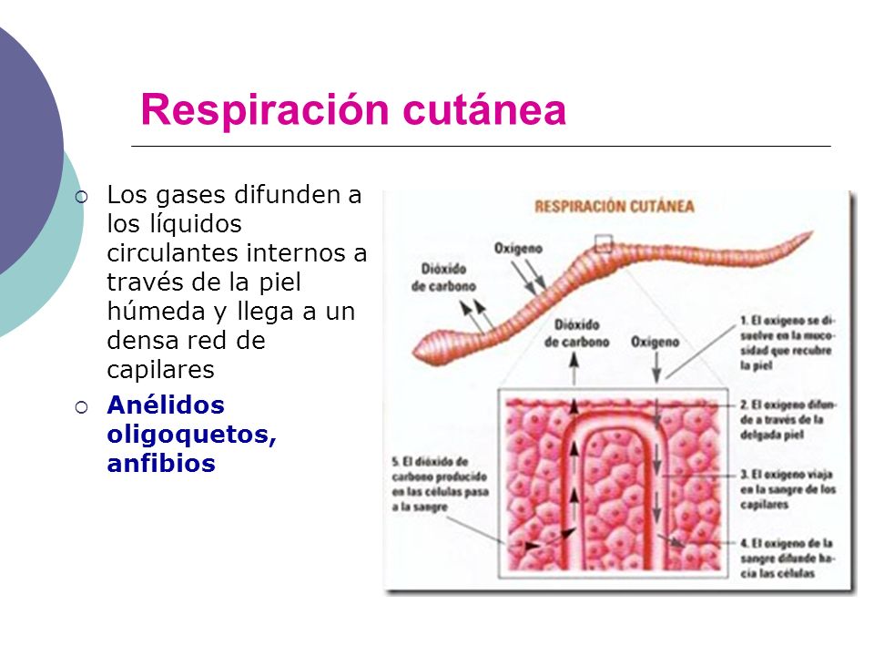 Respiración cutánea Los gases difunden a los líquidos circulantes internos a través de la piel húmeda y llega a un densa red de capilares.