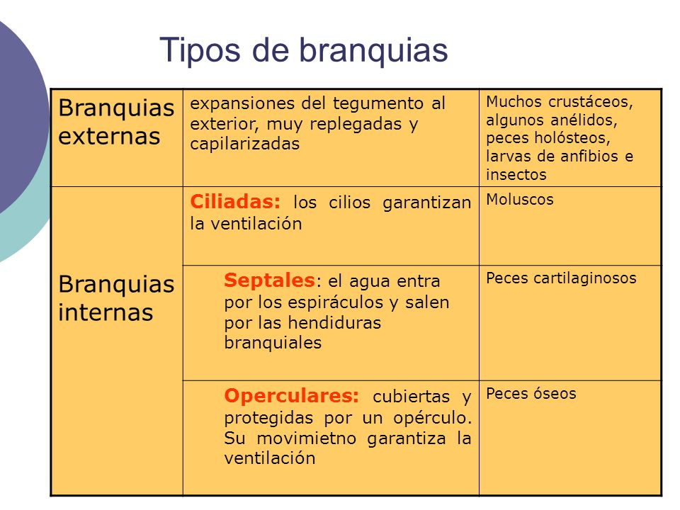 Tipos de branquias Branquias externas Branquias internas