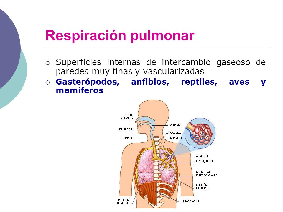Respiración pulmonar Superficies internas de intercambio gaseoso de paredes muy finas y vascularizadas.