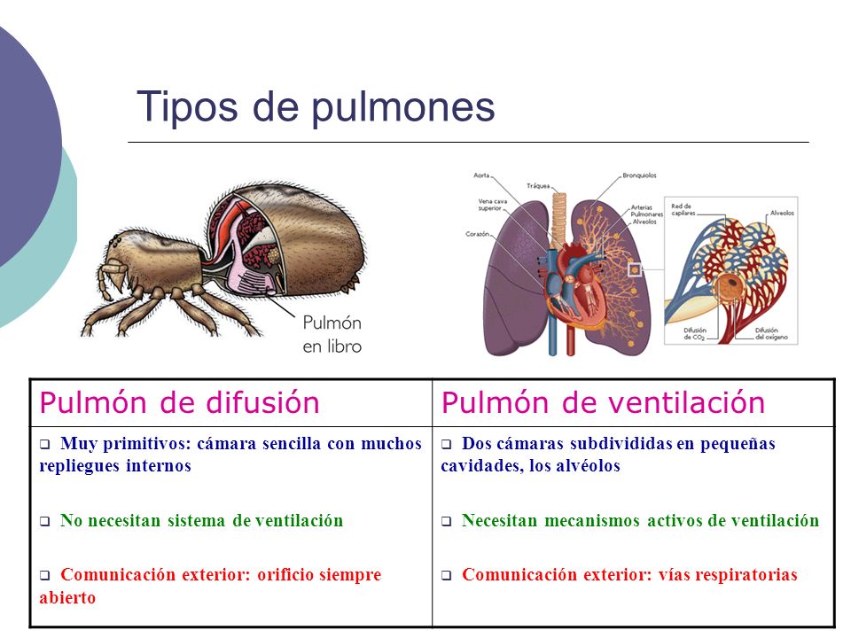Tipos de pulmones Pulmón de difusión Pulmón de ventilación