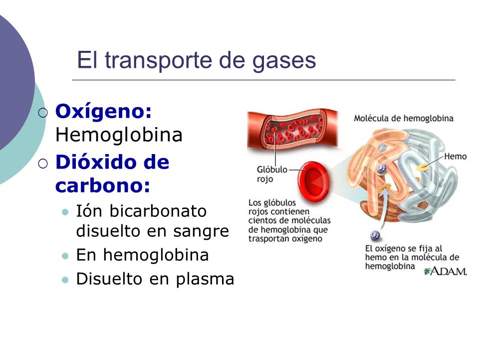 El transporte de gases Oxígeno: Hemoglobina Dióxido de carbono: