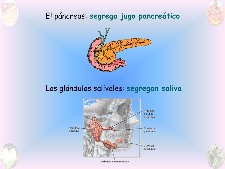 El páncreas: segrega jugo pancreático