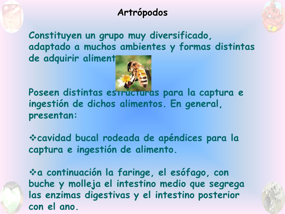 Artrópodos Constituyen un grupo muy diversificado, adaptado a muchos ambientes y formas distintas de adquirir alimentos.