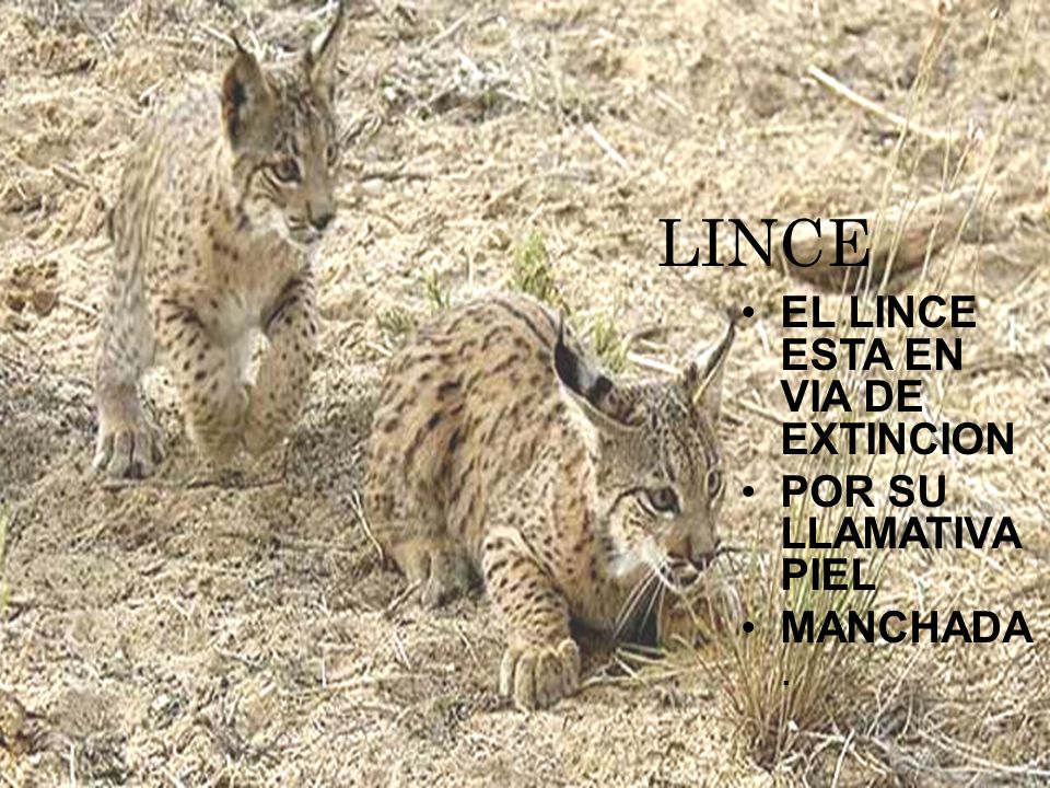 LINCE EL LINCE ESTA EN VIA DE EXTINCION POR SU LLAMATIVA PIEL