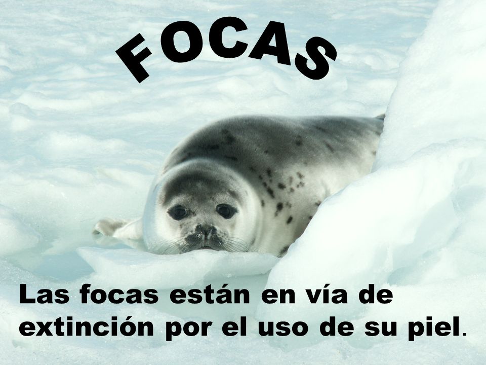 FOCAS Las focas están en vía de extinción por el uso de su piel.