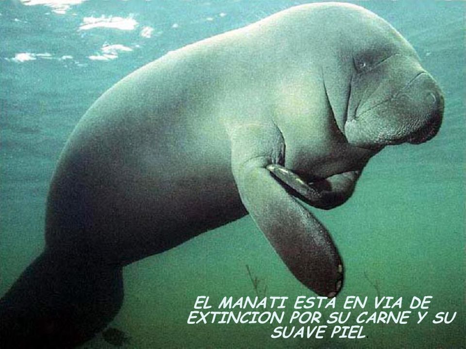 EL MANATI ESTA EN VIA DE EXTINCION POR SU CARNE Y SU SUAVE PIEL.