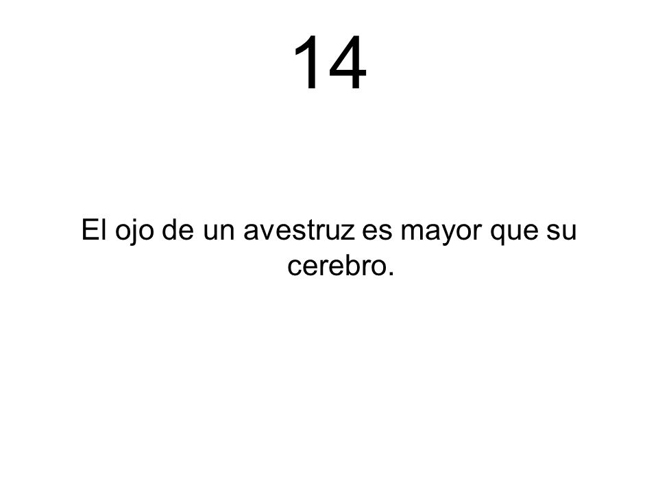 El ojo de un avestruz es mayor que su cerebro.