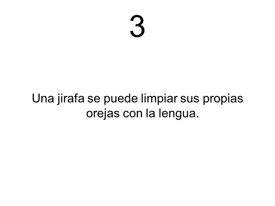 Una jirafa se puede limpiar sus propias orejas con la lengua.