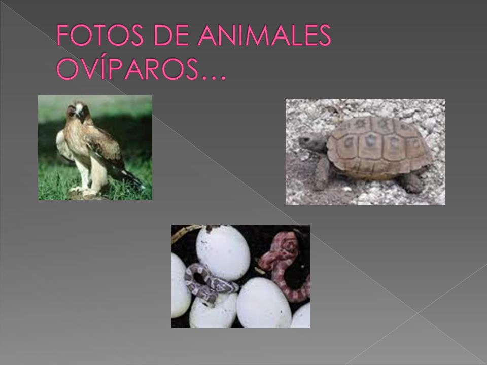 FOTOS DE ANIMALES OVÍPAROS…
