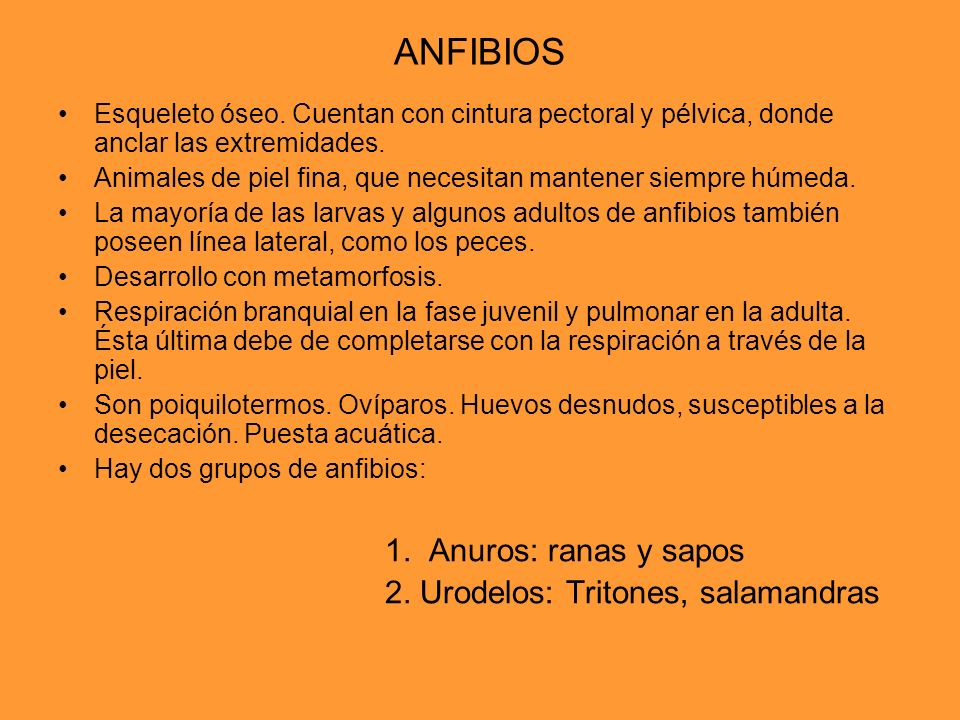 ANFIBIOS 1. Anuros: ranas y sapos 2. Urodelos: Tritones, salamandras