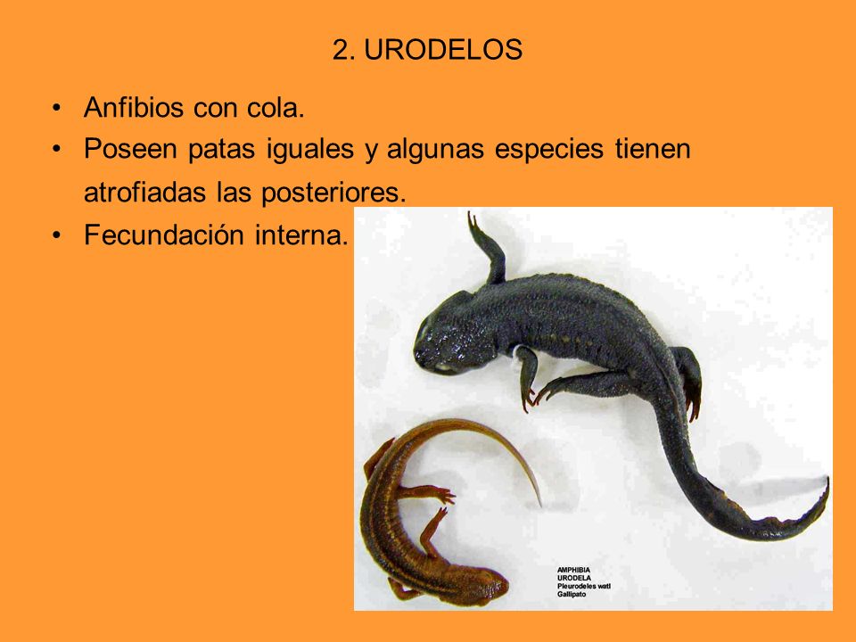 2. URODELOS Anfibios con cola. Poseen patas iguales y algunas especies tienen atrofiadas las posteriores.
