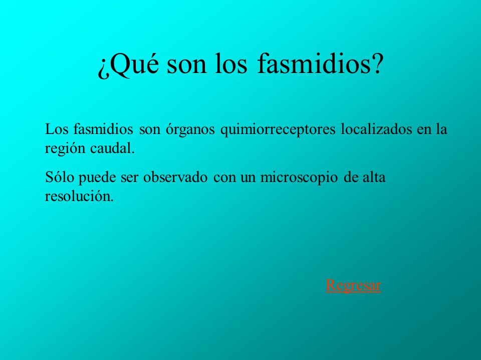¿Qué son los fasmidios Los fasmidios son órganos quimiorreceptores localizados en la región caudal.