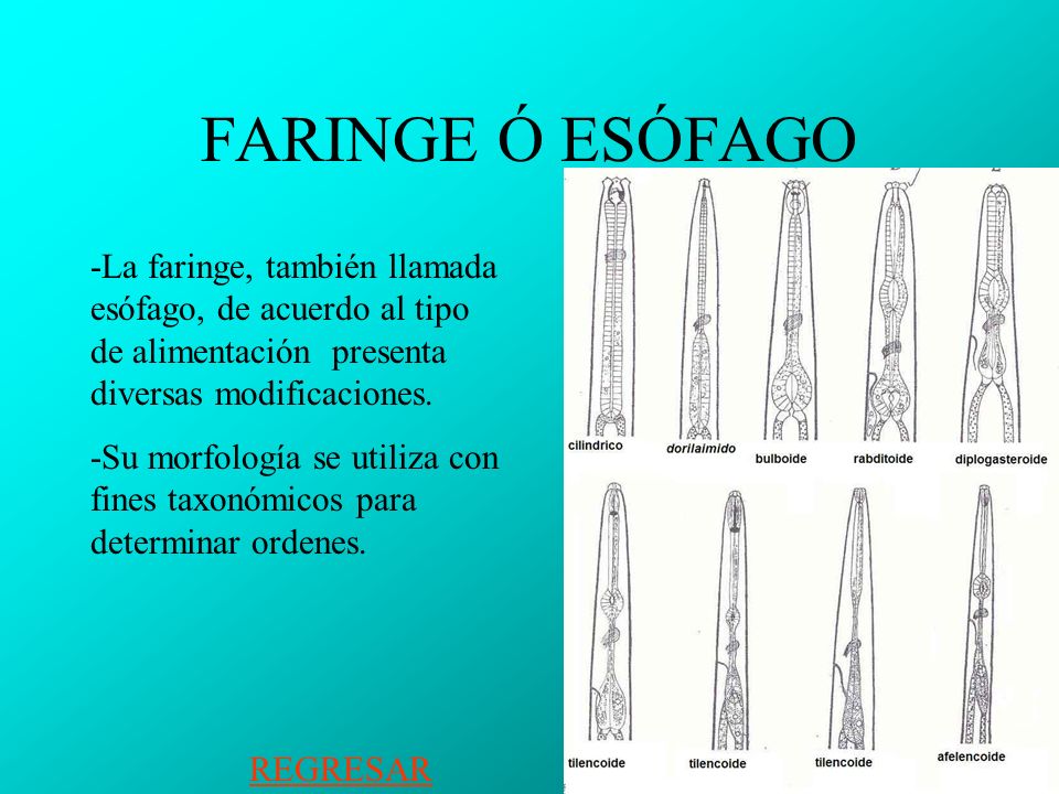 FARINGE Ó ESÓFAGO -La faringe, también llamada esófago, de acuerdo al tipo de alimentación presenta diversas modificaciones.