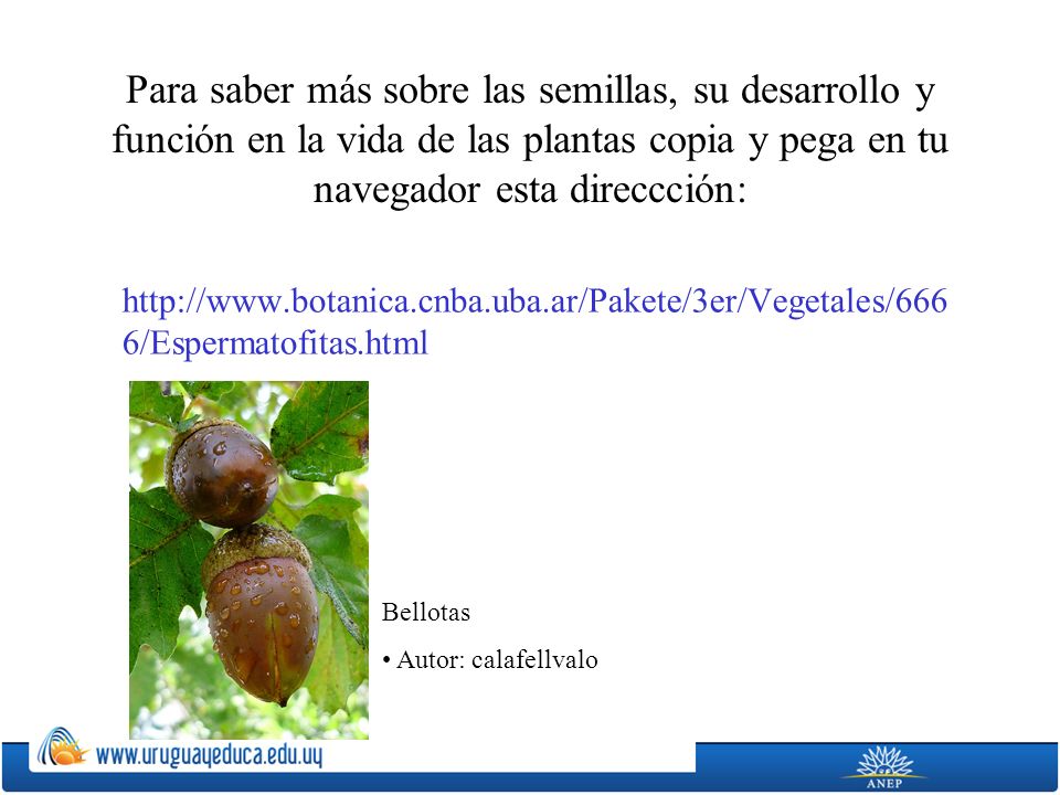 Para saber más sobre las semillas, su desarrollo y función en la vida de las plantas copia y pega en tu navegador esta direccción: