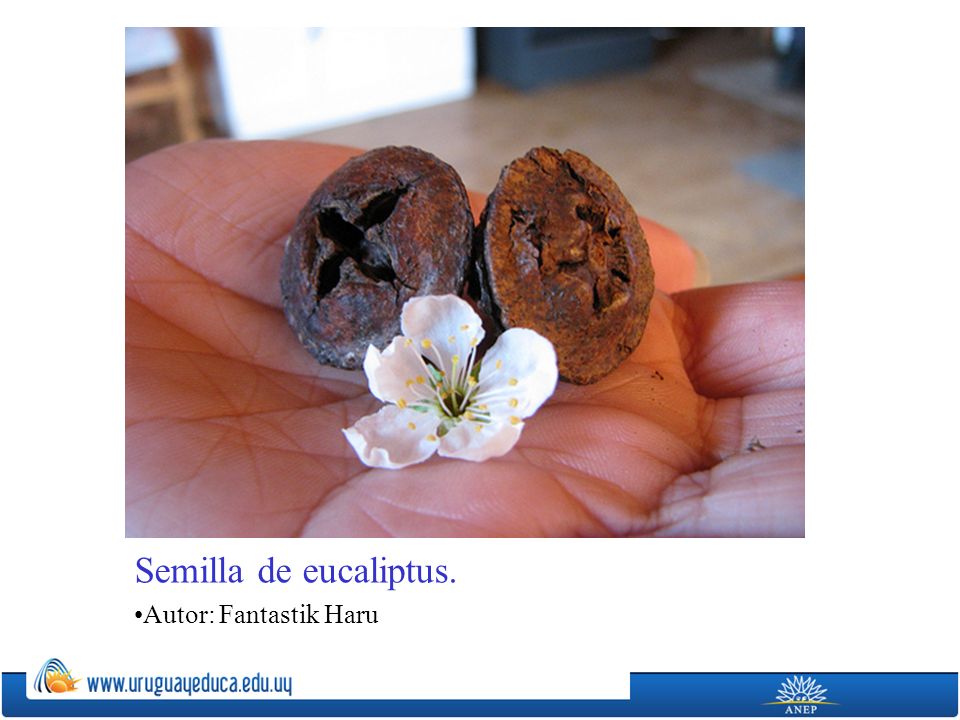 Semilla de eucaliptus. Autor: Fantastik Haru