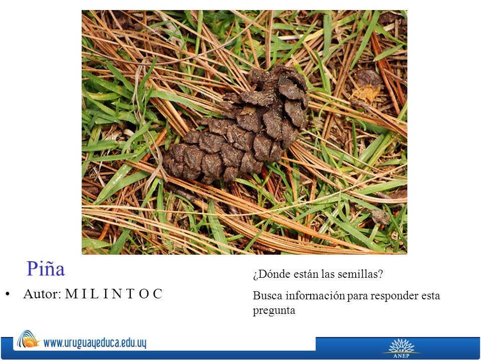 Piña Autor: M I L I N T O C ¿Dónde están las semillas