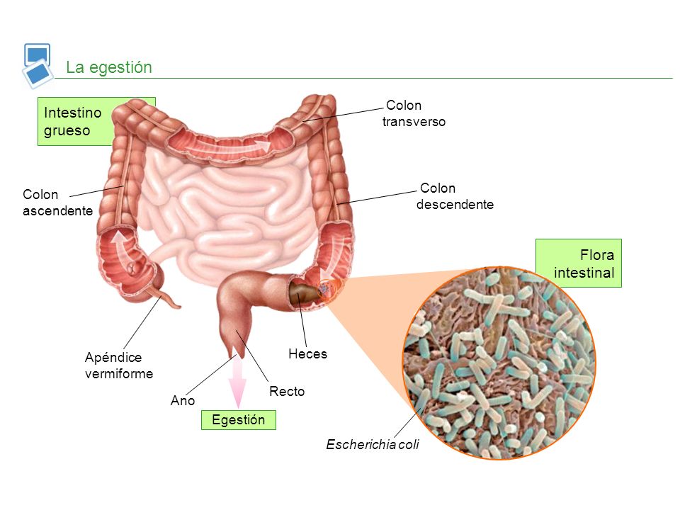 La egestión Intestino grueso Flora intestinal Colon transverso