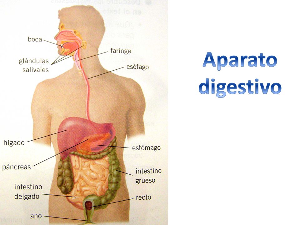 Aparato digestivo