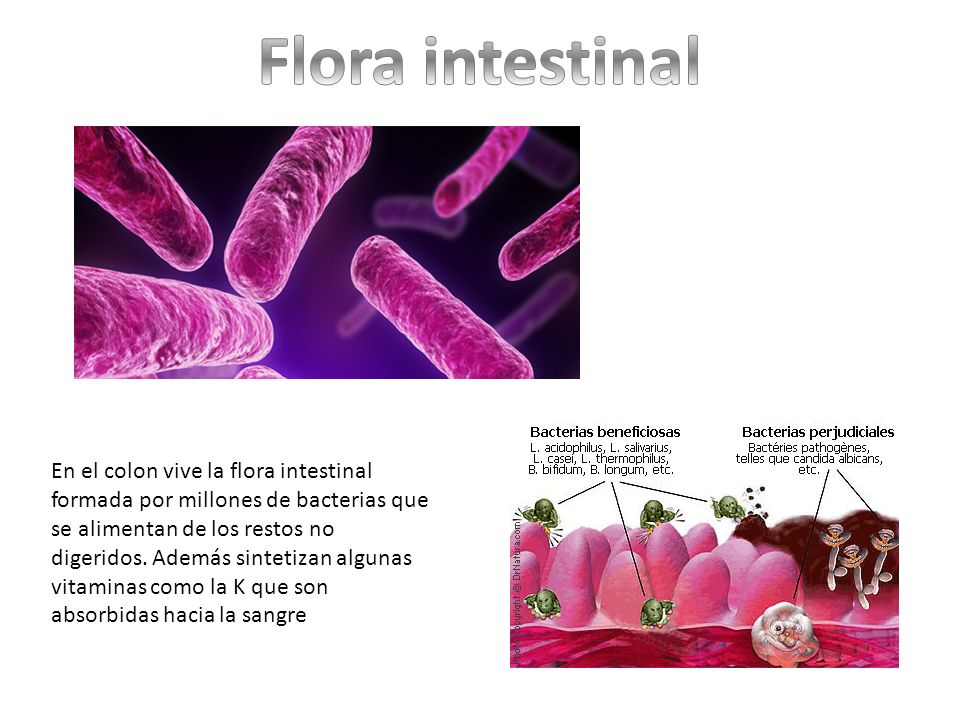Flora intestinal