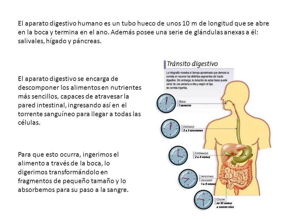 El aparato digestivo humano es un tubo hueco de unos 10 m de longitud que se abre en la boca y termina en el ano. Además posee una serie de glándulas anexas a él: salivales, hígado y páncreas.