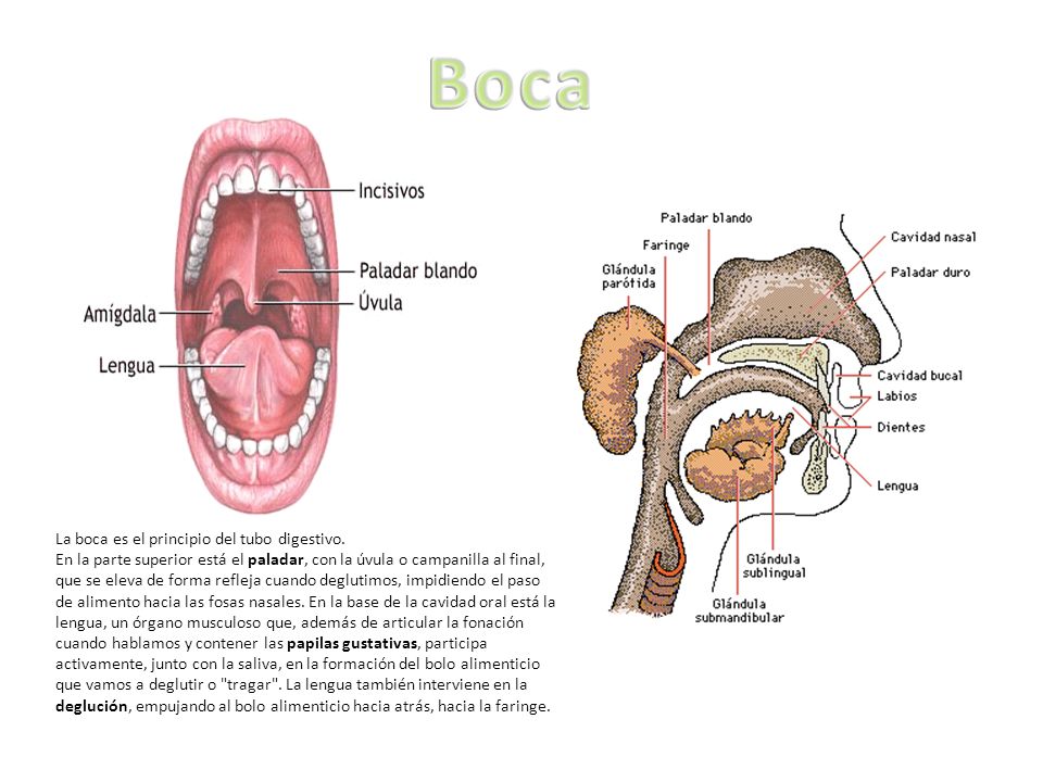 Boca La boca es el principio del tubo digestivo.