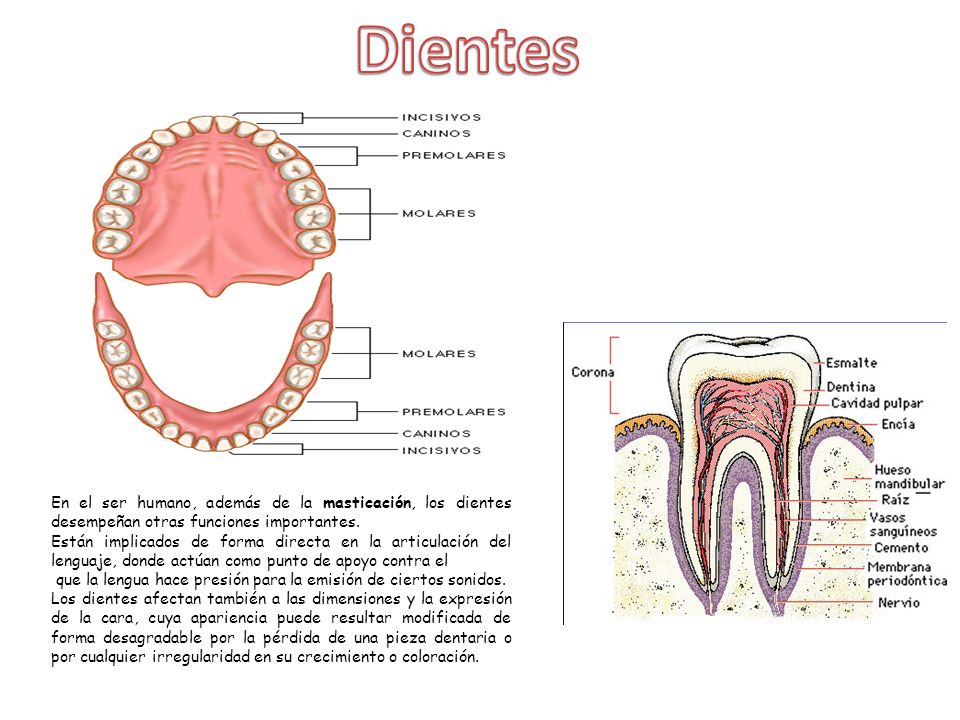 Dientes En el ser humano, además de la masticación, los dientes desempeñan otras funciones importantes.