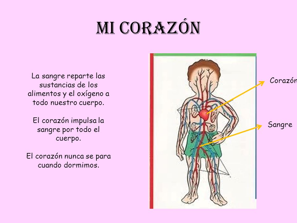 MI CORAZÓN La sangre reparte las sustancias de los alimentos y el oxígeno a todo nuestro cuerpo. El corazón impulsa la sangre por todo el cuerpo.