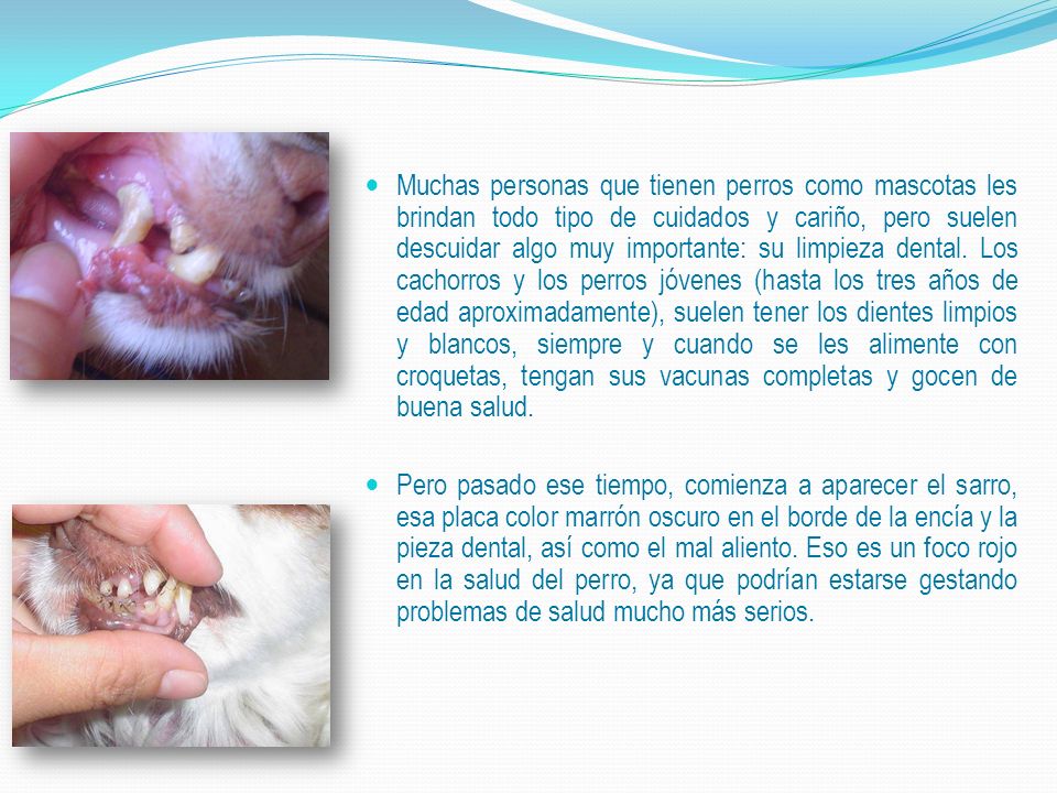 Muchas personas que tienen perros como mascotas les brindan todo tipo de cuidados y cariño, pero suelen descuidar algo muy importante: su limpieza dental. Los cachorros y los perros jóvenes (hasta los tres años de edad aproximadamente), suelen tener los dientes limpios y blancos, siempre y cuando se les alimente con croquetas, tengan sus vacunas completas y gocen de buena salud.
